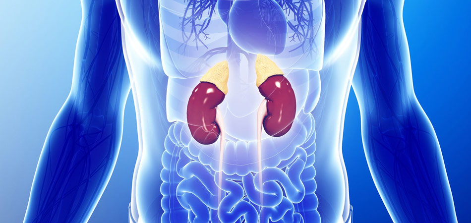 Cheap and Affordable Kidney Transplant in India, Best Hospitals for Kidney Transplant in India, Best Doctors for Kidney Transplant in India , Medkaizen Global, Apollo Hospitals, Fortis Hospitals, Max Hospitals, Artemis Hospitals, Medanta Hospitals, Manipal Hospitals, Hospitals for Medical Tourism in India, Hospital for Medical Treatment in India, Hospitals for Surgery in India, Medical Tourism in India, Medical Treatment in India, Surgery in India, Medical Tourism Company